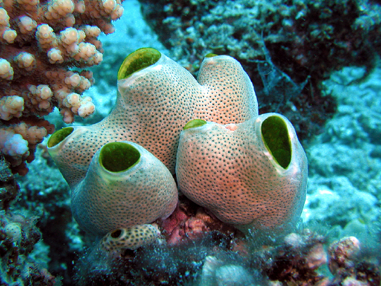  Didemnum molle (Colony Sea Squirt)